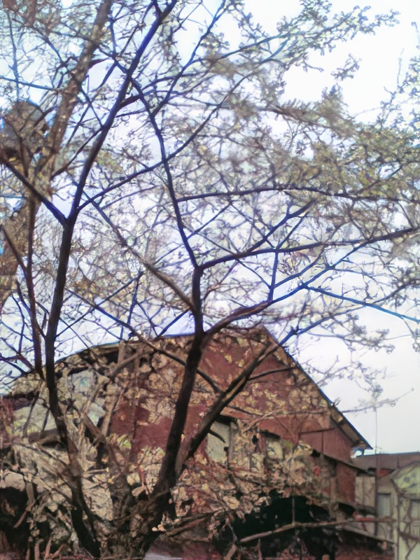 近所の桜の木です