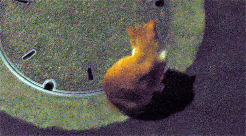 そして今日もヌシはいるのです。