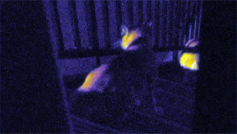 猫のバトルが始まった。