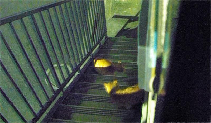 ウヌヌヌニャー！